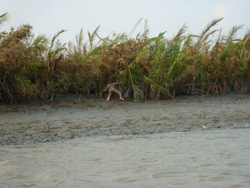 Cyklonen Nargis framfart 5