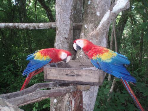 Arapapegojor i Copan - helbild