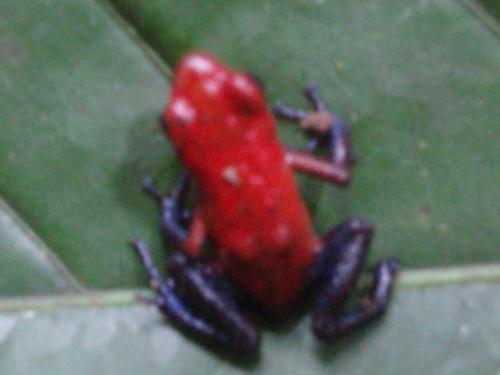 Dendrobates pumilio