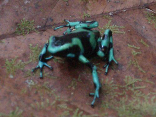Dendrobates auratus