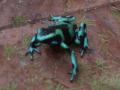 Dendrobates auratus