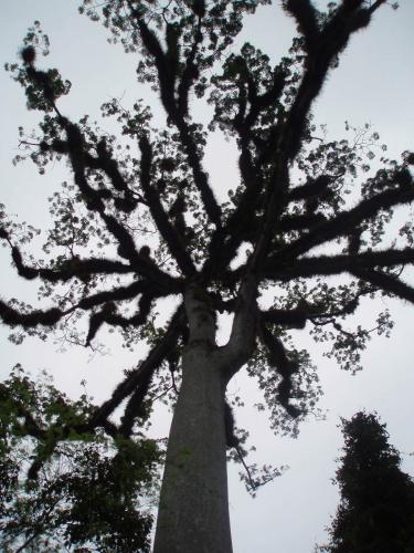 Ceiba-trädet i Tikal